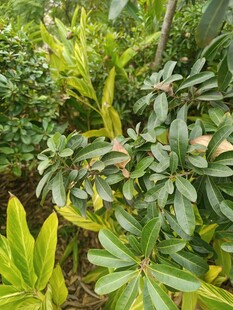 绿叶繁茂的多彩植物景观