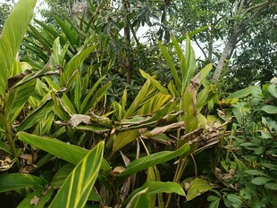 翠绿繁茂的热带植物景观