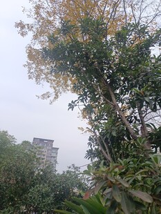 雾中树林与远处建筑