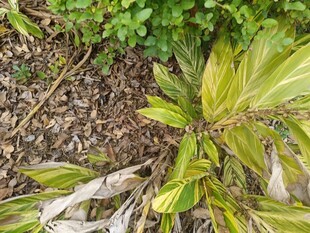 地面的绿植与枯叶