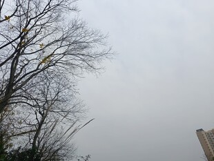 冬日光秃树木与阴沉天空