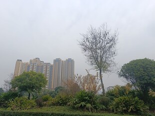 城市高楼旁的绿植景观