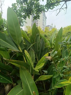 翠绿繁茂的户外绿植景观