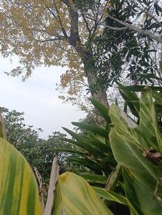 繁茂绿植中的高大树木