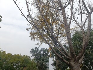 枯树与绿树交织的景象