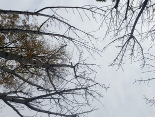 冬日枯树枝干景象