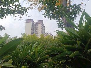 绿植掩映中的高楼景观