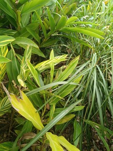 翠绿繁茂的多样植物景观