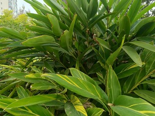 翠绿繁茂的叶类植物