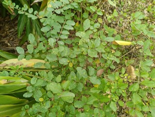 绿叶间的生机景象
