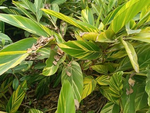 斑斓叶丛中的生机景象