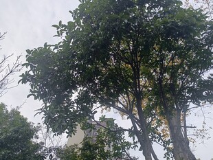 高大繁茂的绿树