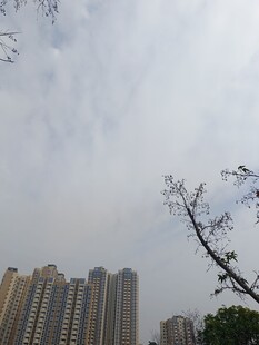 城市高楼与枝头景象