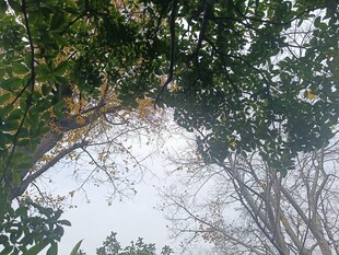 仰视树冠下的斑驳光影