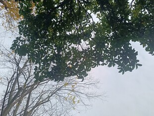 树梢间的天空景致