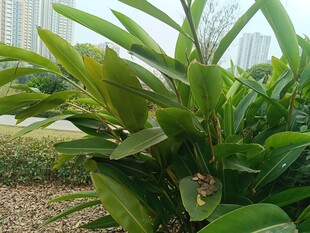 翠绿繁茂的户外绿植景观