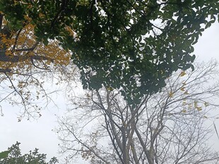 仰视视角下的繁茂树木