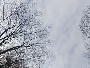 冬日枯树与灰白天空