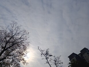 冬日树梢间的朦胧日光