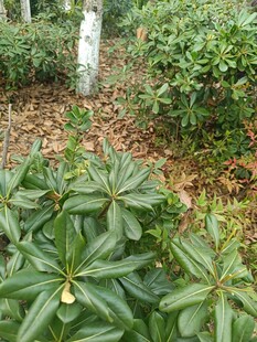 绿叶繁茂的林间植物景观