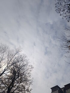 阴天时的树木与建筑物