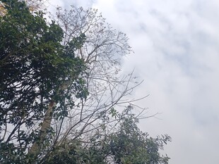 树梢之上的朦胧天空