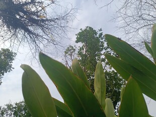 仰视翠绿植物与交错树枝