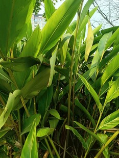 翠绿繁茂的热带植物景观