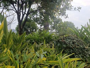 繁茂绿植与树木景致