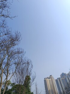 城市中光秃树木与高楼景象