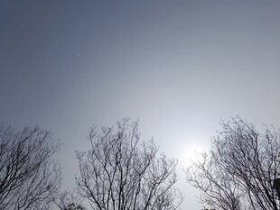 冬日光秃树木与明亮天空