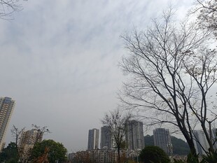 城市冬日无叶树木景观