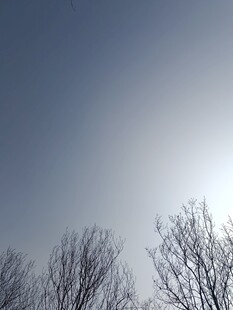 冬日树梢上的明亮阳光