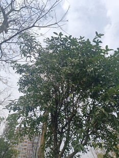 户外繁茂绿树景观