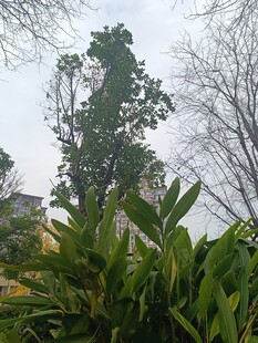 户外葱郁植物与高大树木