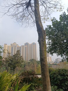 城市中树木与高楼景观