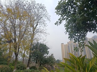 城市中的树木与绿植景观