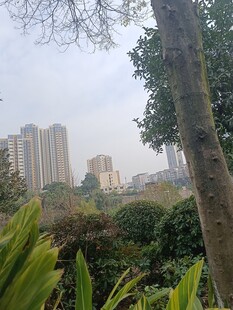 城市边的绿植景观