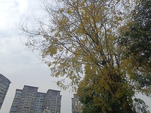 城市中的大树与高楼