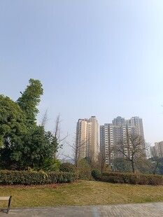 城市公园旁的高楼景观