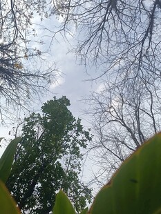 仰视林间天空与繁茂枝叶