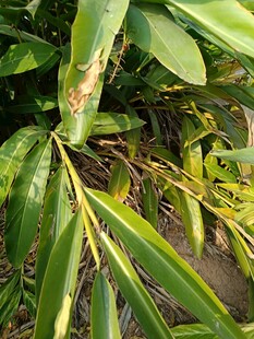 翠绿植物叶片特写