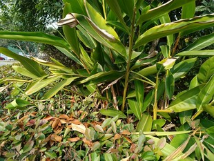 绿叶繁茂的热带植物景观