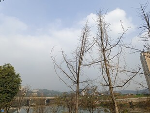 冬日枯树与远处建筑景观