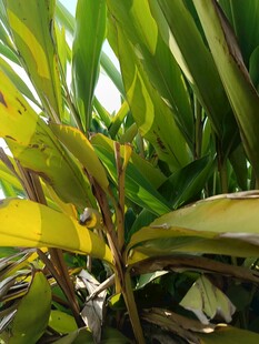 绿叶间的生机与自然之美