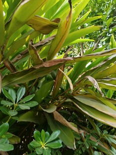 翠绿繁茂的热带植物景观