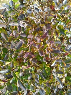 多彩植物叶片特写