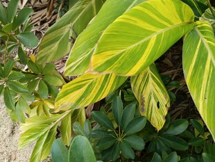 黄绿相间的斑斓叶片