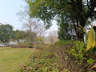 户外绿意盎然的自然场景