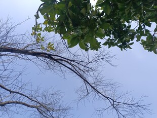 蓝天枯枝绿叶自然景象